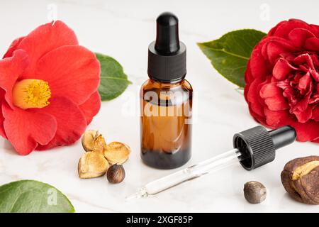 Ätherisches Öl der Kamelie. Kamelienblume, Samen und Ölglasflasche für Schönheit, Hautpflege, Wellness. Pflanzliche Heilmittel Stockfoto