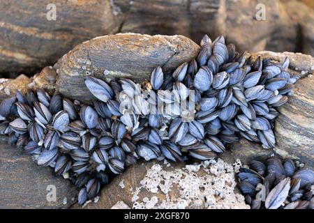 Gruppe (Mytilus edulis) von wilden Muscheln auf Felsen, die bei Ebbe natürlich am Strand wachsen. Stockfoto