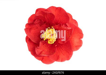 Voll blühen Rote Kamelienblüte mit gelben Stempel und Blütenstempel isoliert auf weißem Hintergrund. (Kamellia japonica) Stockfoto