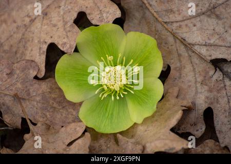Detailliertes Foto von Helleborus niger Winterrosenblüte. Stockfoto