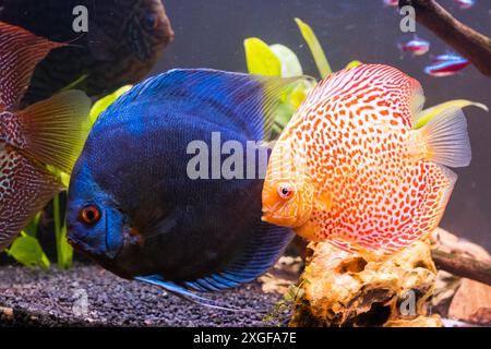 Fische aus den Spieces disus (Symphysodon) im Fischtank. Süßwasser-Aquarien-Konzept Stockfoto