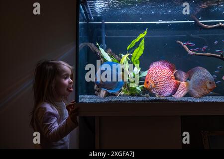 2-3-jähriges Kind, das Fische beim Schwimmen im großen Aquarium beobachtet. Hobby-Konzept Stockfoto