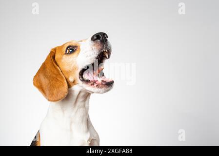 Dog Headshoot isoliert vor weißem Hintergrund. Beagle Hund fangen ein Leckerbissen in der Luft Stockfoto