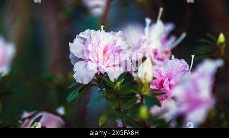 Blühender Rhododendron indicum mit hellrosa Blüten im botanischen Garten Stockfoto