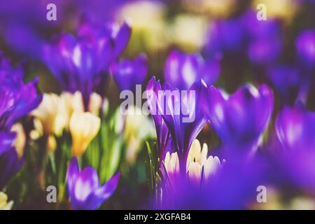 Frühlingsblumen Hintergrund, blaue und gelbe Krokusse blühen im April Stockfoto