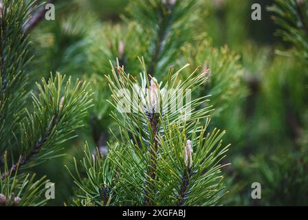 Kiefernäste Nahaufnahme, Sträucher Bergkiefer (Pinus mugo) im Frühjahr Stockfoto