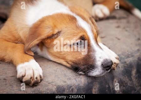 Kleiner rot-weißer Hundewelpe mit traurigen Augen Das Tierheim für die Adoption Stockfoto