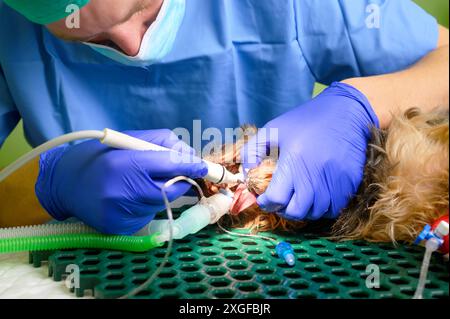 Veterinärzahnmedizin. Zahnarzt Chirurg Tierarzt behandelt und entfernt Zahnstein aus den Zähnen eines Hundes unter Narkose auf dem Operationstisch in einem Stockfoto