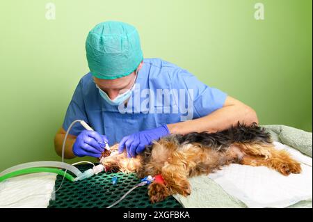 Veterinärzahnmedizin. Zahnarzt Chirurg Tierarzt behandelt und entfernt Zahnstein aus den Zähnen eines Hundes unter Narkose auf dem Operationstisch in einem Stockfoto