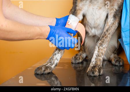 Ein Team von in der Arbeit einheitliche Bandagen eine Pfote von al Hund auf dem Tisch in der Tierklinik. Hochwertige Fotos Stockfoto