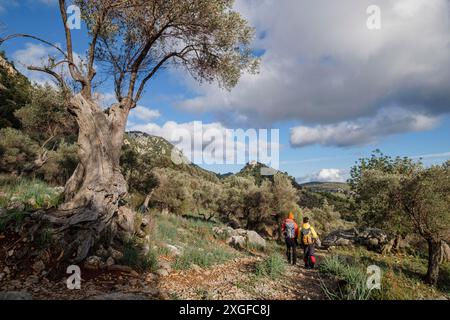 Wanderer im Olivenhain, Orienttal, Mallorca, Balearen, Spanien Stockfoto