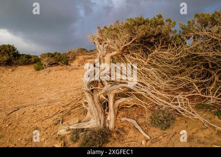 Sabina vom Wind gefoltert, es Calo des Mort, Formentera, Pitiusas-Inseln, Balearen, Spanien Stockfoto