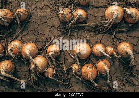 Reife Zwiebeltrocknung auf Plantagenfeld, Draufsicht Stockfoto