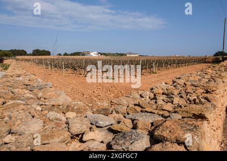 Weinberge der Weinkellerei Terramoll, La Mola, Formentera, Pitiusas-Inseln, Balearen, Spanien Stockfoto