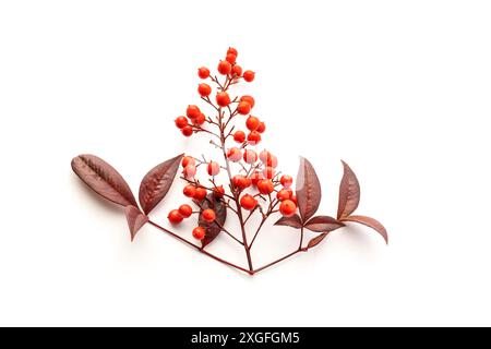 Nandina domestica isoliert auf weißem Hintergrund. Himmlischer Bambus mit schönen roten Beeren und Blättern. Draufsicht Stockfoto