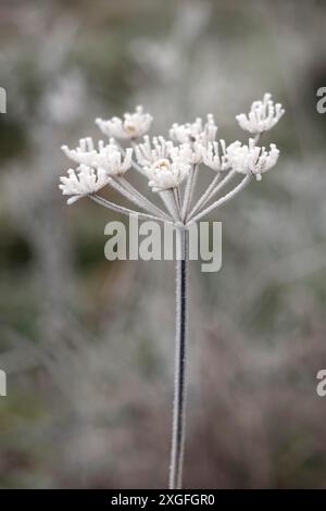 Die abgestorbene Kuhsilie, die vom Reif im Winter bedeckt ist Tag Stockfoto