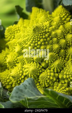 Nahaufnahme eines rohen Romanesco auf Grün Stockfoto