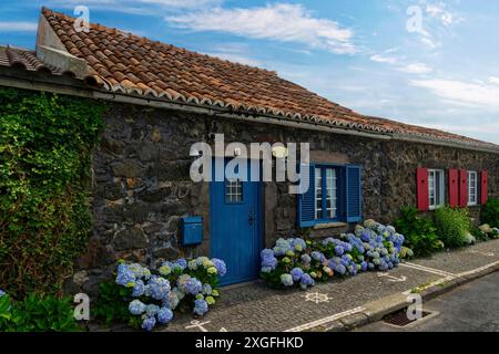 Ehemaliges Walfangsteinhaus mit blauen Fensterläden und Türen, Hortensien entlang der Straße, traditionelles Fliesendach, bewachsenes, mit Efeu bewachsenes Gebiet, Capelas Stockfoto