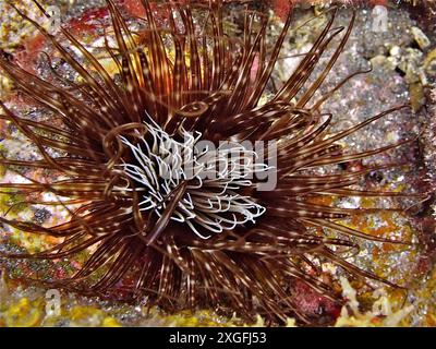 Bunte Zylinderrose (Cerianthus membranaceus) mit langen Tentakeln auf einem Riff. Tauchplatz Malpique, La Palma, Kanarische Inseln, Spanien, Atlantik Stockfoto