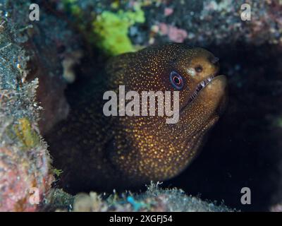 Goldschwanz-Muränen (Gymnothorax miliaris), die sich zwischen Felsen im Unterwassergebiet verstecken. Tauchplatz Malpique, La Palma, Kanarische Inseln, Spanien Stockfoto
