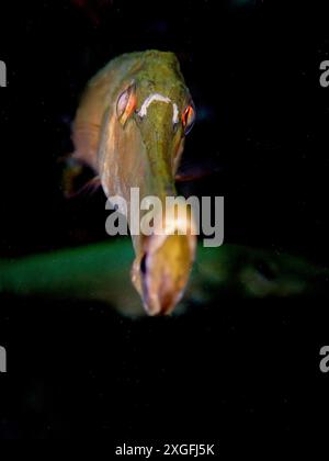 Porträt des Atlantischen Kornetfisches (Aulostomus strigosus) vor dunklem Unterwasserhintergrund. Tauchplatz Malpique, La Palma, Kanarische Inseln, Spanien Stockfoto