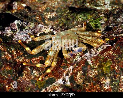 Braune, wendige Spraykrabbe (Percnon gibbesi) auf einem mit Algen bedeckten Felsen im Meer. Tauchplatz Pasito Blanco Reef, Arguineguin, Gran Canaria, Spanien Stockfoto