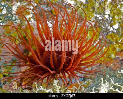Hellrote Zylinderrose (Cerianthus membranaceus) in einer Unterwasserlandschaft. Tauchplatz Malpique, La Palma, Kanarische Inseln, Spanien, Atlantik Stockfoto