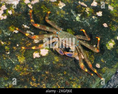 Eine wendige Sprühkrabbe (Percnon gibbesi) mit orangefarbenen Beinen auf einem algenbedeckten Felsen. Tauchplatz Pasito Blanco Reef, Arguineguin, Gran Stockfoto