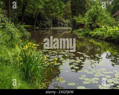 Ein ruhiger Teich mit Seerosen, gelben Blumen am Ufer und umgeben von grünen Bäumen, Ochtrup, Münsterland, Detuschland Stockfoto