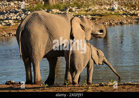 Elefantenkuh und Kalb (Loxodonta africana) trinken in einem Wasserloch im Etosha Nationalpark, Namibia Stockfoto