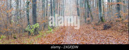 Waldweg im Spätherbst, Buchen (Fagus sylvatica), Schwäbische Alb, Baden-Württemberg, Deutschland Stockfoto