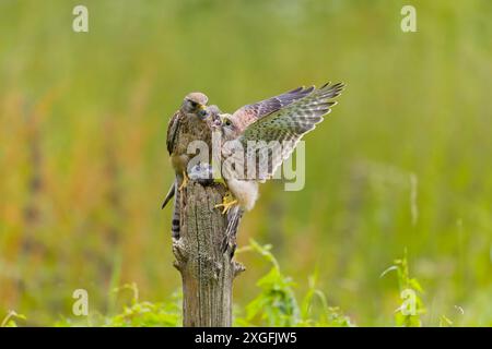 Falco tinnunkulus, erwachsenes Weibchen, das Jungtiere mit Europäischem Goldfinken Carduelis carduelis, Prey, Suffolk, England, Juni Stockfoto