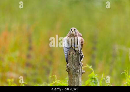 Falco tinnunkulus, Jungvogel auf Baumstümpfe mit dem europäischen Goldfinken Carduelis carduelis, ausgewachsene Beute, Suffolk, England, Juni Stockfoto