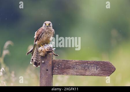 Falco tinnunkulus, erwachsenes Weibchen auf einem Schild mit Song-Thrush Turdus philomelos, erwachsene Beute, Suffolk, England, Juni Stockfoto