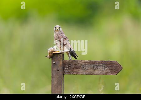 Falco tinnunkulus, Jungvogel auf einem Schild mit Song-Thrush Turdus philomelos, erwachsener Beute, Suffolk, England, Juni Stockfoto