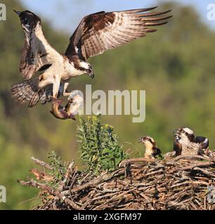 Die Familie Osprey ins Nest, das Männchen landet mit einem Fisch, Kanada Stockfoto