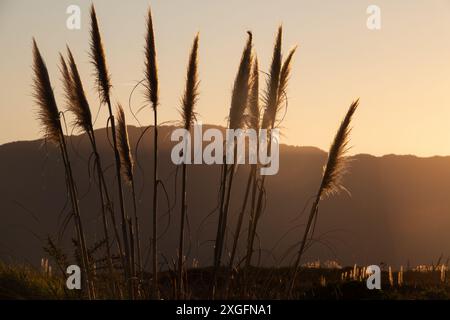 Toetoe Riesengras bei Sonnenuntergang mit Kapiti Island im Hintergrund, Neuseeland Stockfoto