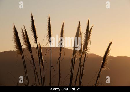 Toetoe Riesengras bei Sonnenuntergang mit Kapiti Island im Hintergrund, Neuseeland Stockfoto