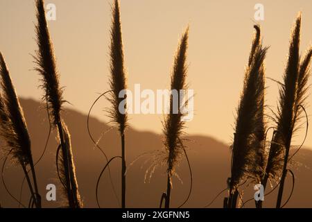 Toetoe Riesengras bei Sonnenuntergang mit Kapiti Island im Hintergrund, Neuseeland Stockfoto