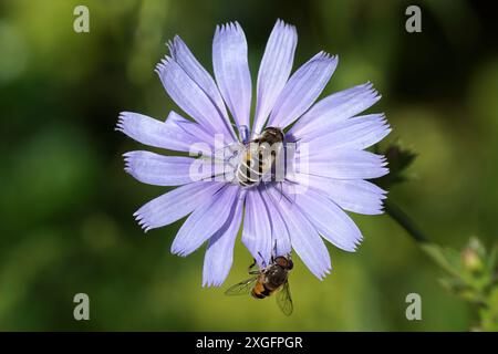 Weibliche und männliche europäische Drohne fliegen Eristalis arbustorumon auf der blauen Blume des Common Chicorée (Cichorium intybus). Niederlande, Sommer, Juli Stockfoto