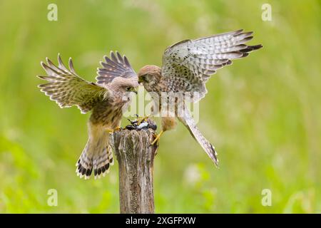 Falco tinnunkulus, erwachsenes Weibchen, das an Kaffinch Fringilla coelebs vorbeizieht, erwachsenes männliches Opfer von Jugendlichen, Suffolk, England, Juni Stockfoto