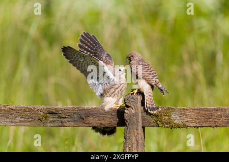 Falco Tinnunkel, zwei Jungtiere auf dem Zaun, Suffolk, England, Juni Stockfoto