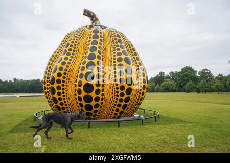 London, Großbritannien. 9 . Juli 2024 . Kürbis 24, eine neue großformatige Skulptur des japanischen Künstlers Yayoi Kusama, wird in den Kensington Gardens Credit: Amer Ghazzal/Alamy Live News vorgestellt Stockfoto