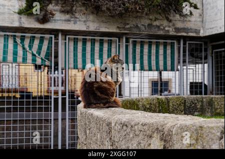 Eine flauschige streunende Katze sitzt auf einer Steinmauer vor dem verschlossenen São Sebastião-Markt in Porto und verleiht der ruhigen urbanen Szene einen Hauch von Leben Stockfoto