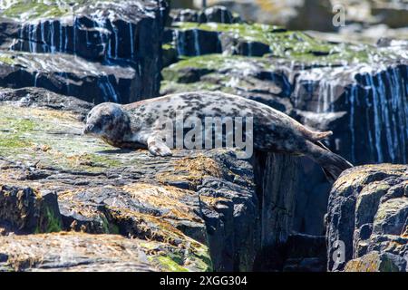 Eine Graurobbe (Halichoerus grypus atlantica) lebt auf den Farne-Inseln in Northumberland, Großbritannien. Graurobben werden auch als Graurobben bezeichnet. Stockfoto