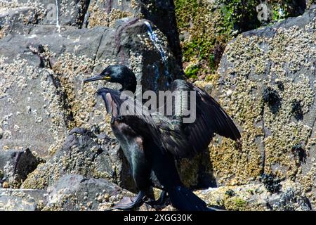 Ein europäischer Shag lebt auf den Farne-Inseln, Northumberland, Großbritannien Stockfoto