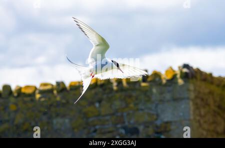 Eine arktische Tern (Sterna Paradise) im Flug über den Farne-Inseln in Northumberland, Großbritannien. Stockfoto