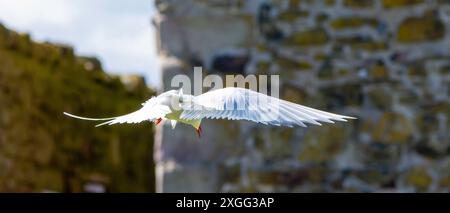 Eine arktische Tern (Sterna Paradise) im Flug über den Farne-Inseln in Northumberland, Großbritannien. Stockfoto