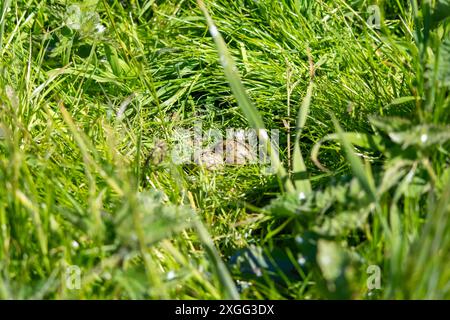 Eier der Arktischen Tern (Sterna Paradise) auf den Farne-Inseln in Northumberland, Großbritannien. Stockfoto