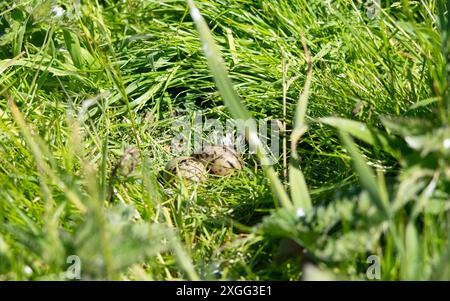 Eier der Arktischen Tern (Sterna Paradise) auf den Farne-Inseln in Northumberland, Großbritannien. Stockfoto